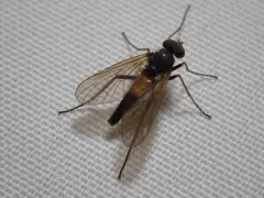 Rhagio dimidiatus thumbnail 1