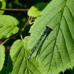 Marsh Bluet thumbnail 2