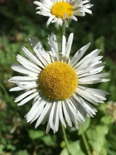 Coulter's fleabane thumbnail 3