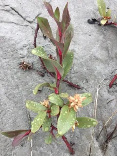 Setchell's Willow thumbnail 2