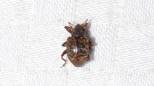 Conotrachelus geminatus