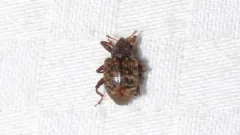 Conotrachelus geminatus thumbnail 1