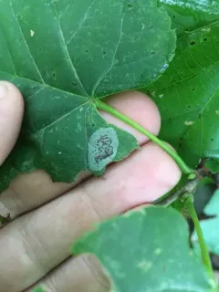 Basswood Round-blotch Miner Moth thumbnail 1