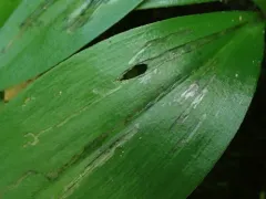 Phytosciara greylockensis thumbnail 1