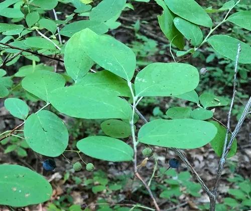 dangleberry