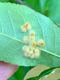 Caryomyia holotricha thumbnail 2