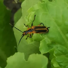 Margined Leatherwing Beetle thumbnail 3