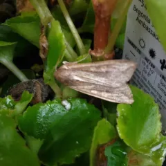 White-speck Moth thumbnail 4