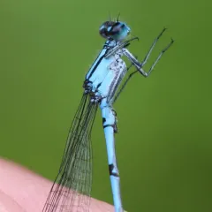 Hagen's Bluet thumbnail 2