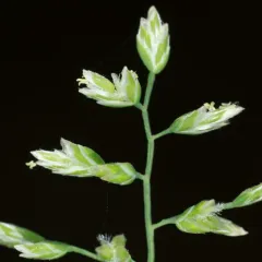 Annual Meadow-grass thumbnail 1