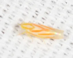 Erythridula volucris