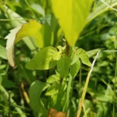 Oregano thumbnail 4
