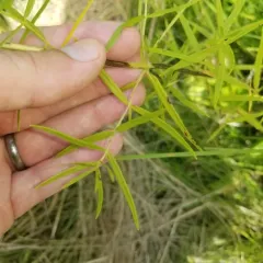 Virginia mountain mint thumbnail 4