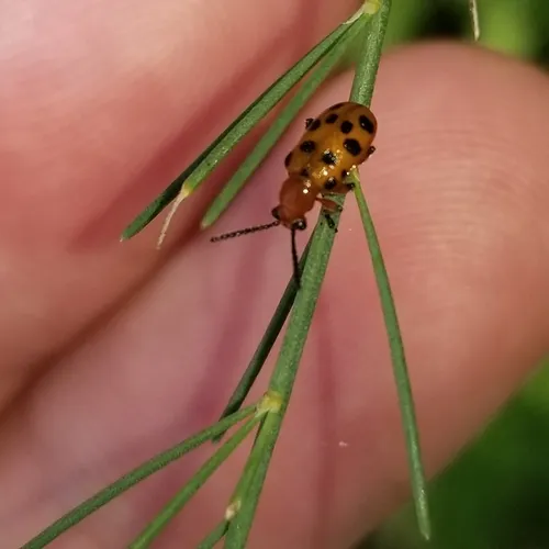 Spotted Asparagus Beetle