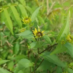brown-eyed Susan thumbnail 3