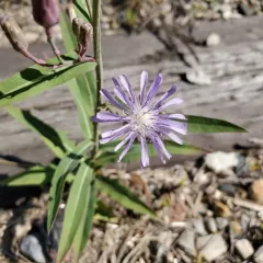 common blue lettuce thumbnail 2