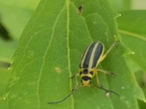Boreal Goldenrod Leaf Beetle