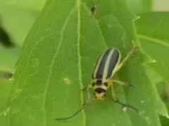 Boreal Goldenrod Leaf Beetle thumbnail 1
