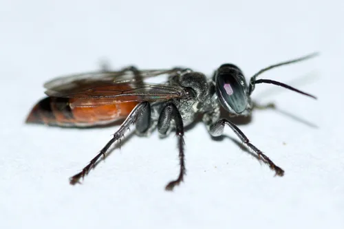 Tachysphex tarsatus