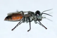 Tachysphex tarsatus thumbnail 1