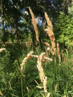 Bushgrass thumbnail 3