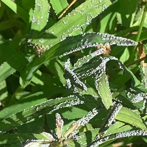 Physarum cinereum