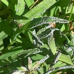 Physarum cinereum thumbnail 1