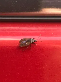 brown groundbug thumbnail 4