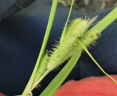 Frank's sedge thumbnail 2