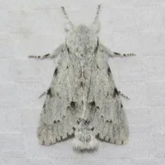Cottonwood Dagger thumbnail 2