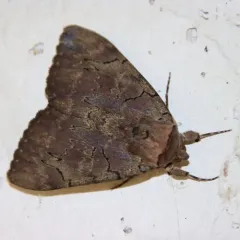 Darling Underwing thumbnail 3
