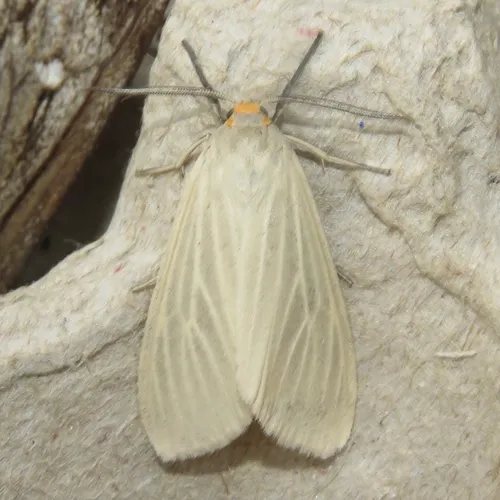 Oregon Cycnia Moth