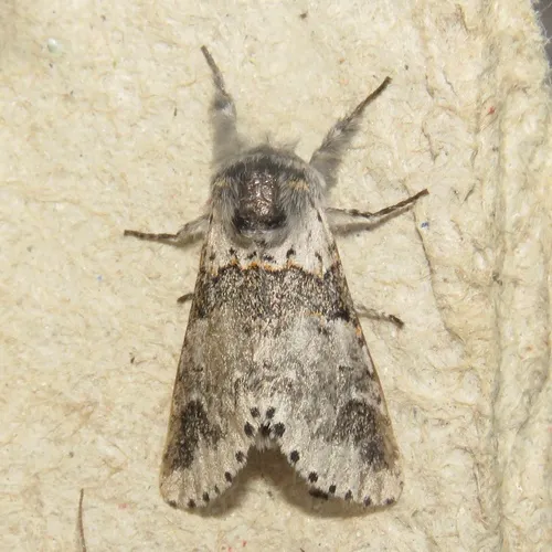 Western Furcula Moth