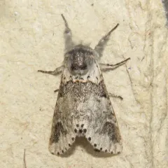 Western Furcula Moth thumbnail 1