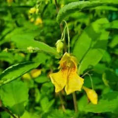 Touch-me-not Balsam thumbnail 2