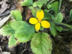 northern green-and-gold thumbnail 1