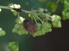 Euschistus politus thumbnail 3
