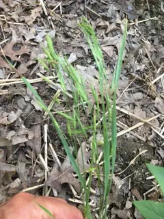 Rescue Brome thumbnail 1