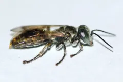 Tachytes obductus thumbnail 1