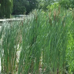 narrow-leaved cattail thumbnail 4