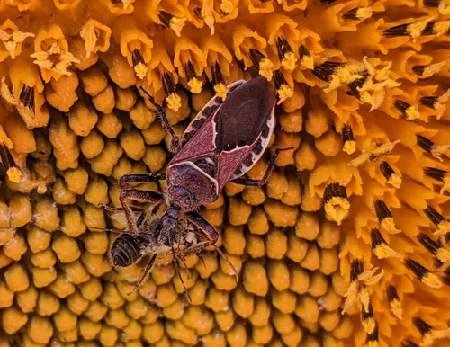Plains Bee Assassin