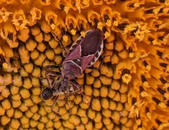 Plains Bee Assassin thumbnail 1