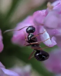 New World Black Ant thumbnail 3