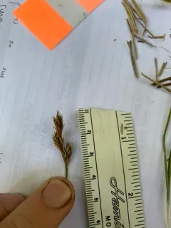 Dunhead Sedge thumbnail 3