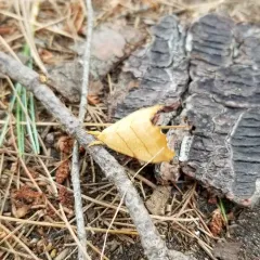 Two-lined Hooktip thumbnail 4