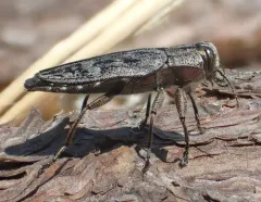 Chrysobothris scabripennis thumbnail 2