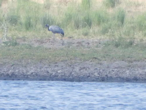 Common Crane