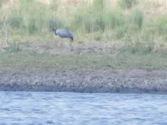 Common Crane thumbnail 1