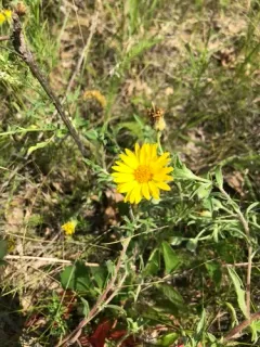 Ballard's Hairy False Goldenaster thumbnail 4