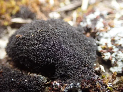 Rock Hairball Lichen